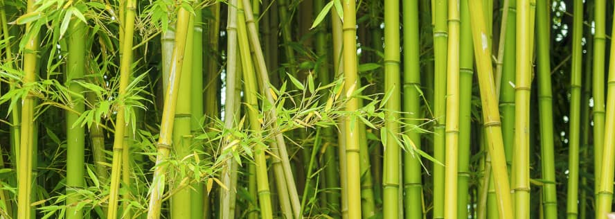 Bioverpackungen aus Bambus