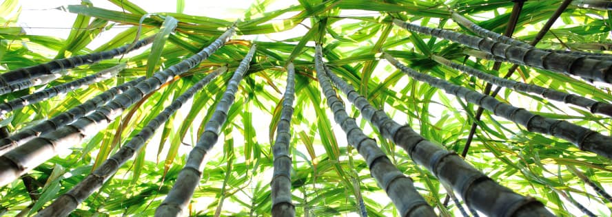 Bioverpackungen aus Bagasse